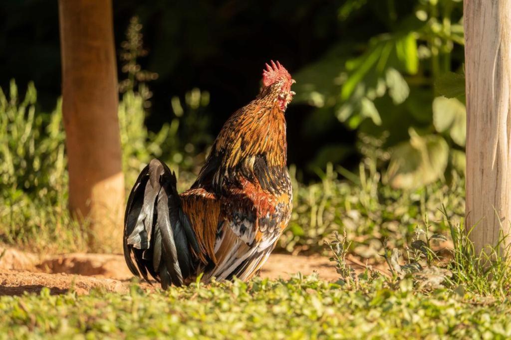 Pousada Campestre Vila ทีราเดนเจส ภายนอก รูปภาพ