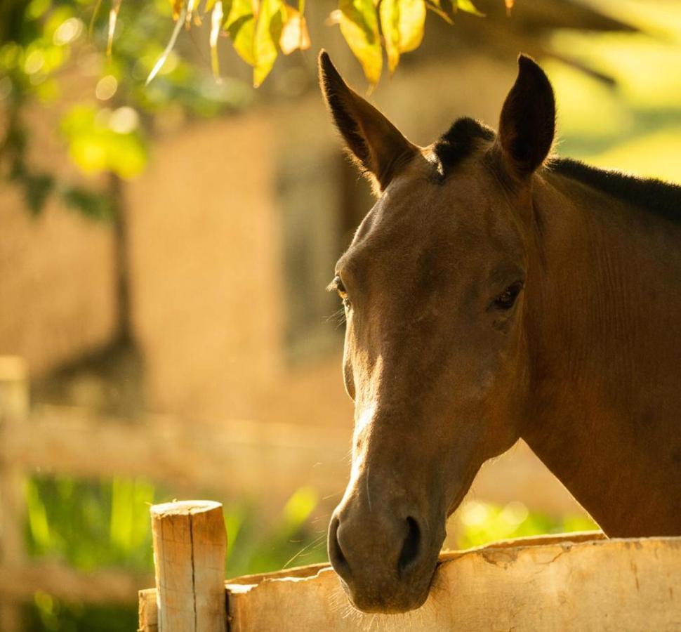 Pousada Campestre Vila ทีราเดนเจส ภายนอก รูปภาพ